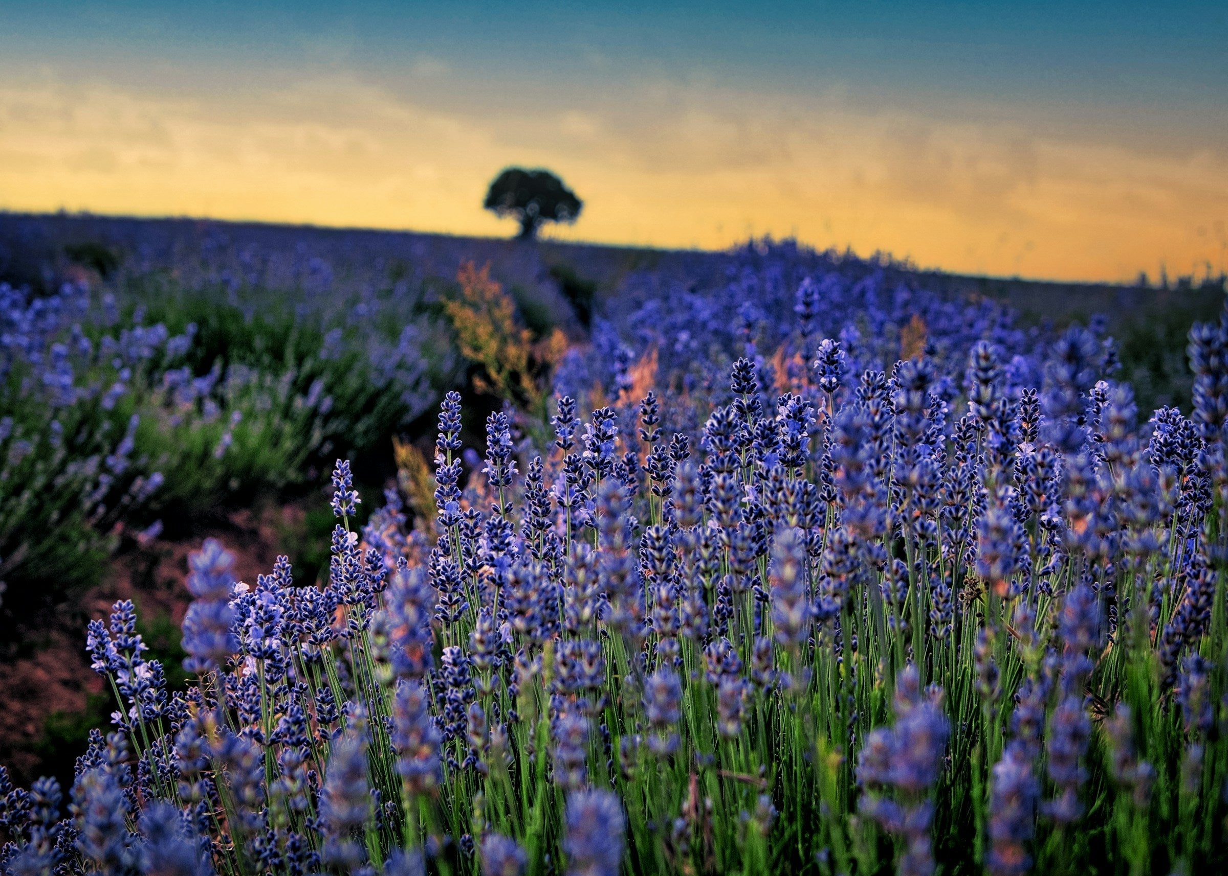 Vai uma Lavanda Aí? Cuidados com a Saúde Íntima no Dia a Dia